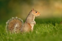 Veverka popelava - Sciurus carolinensis - Eastern Gray Squirrel 9924